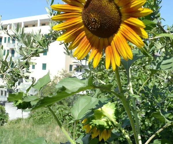 Sunflower Πανσιόν Σπλιτ