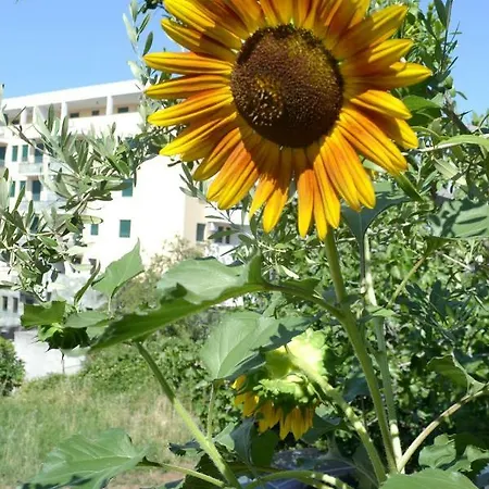 Sunflower בית הארחה ספליט